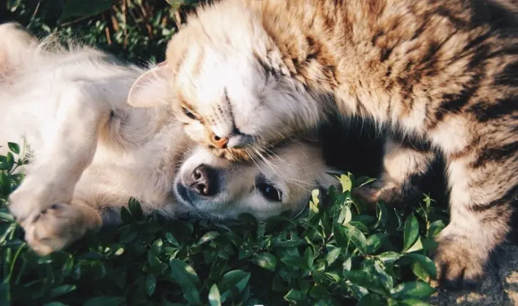 Perro y gato